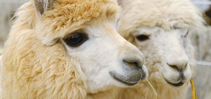 Alpaca characteristics: 10 facts you should know about them Silkeborg