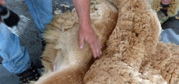 Shearing alpaca
