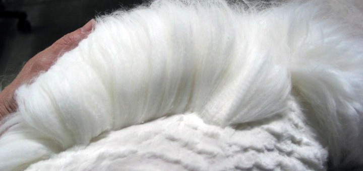 Alpaca vs Angora Wool: which wool is the better choice? Silkeborg