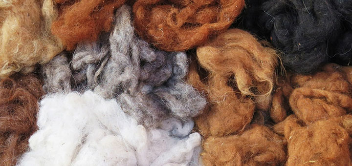 alpaca wool