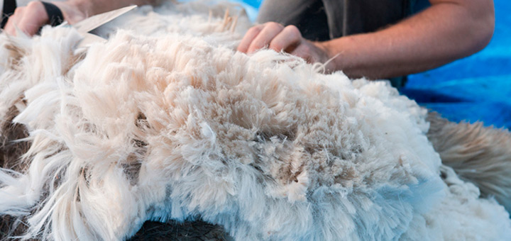 Benefits of Alpaca Wool: 5 Reasons to Choose it Silkeborg
