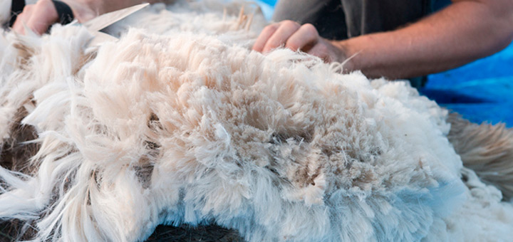 alpaca yarn shearing