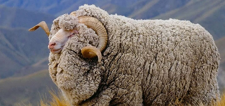 Merino Wool vs Wool. What's the difference?