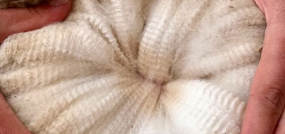 surface scales alpaca wool