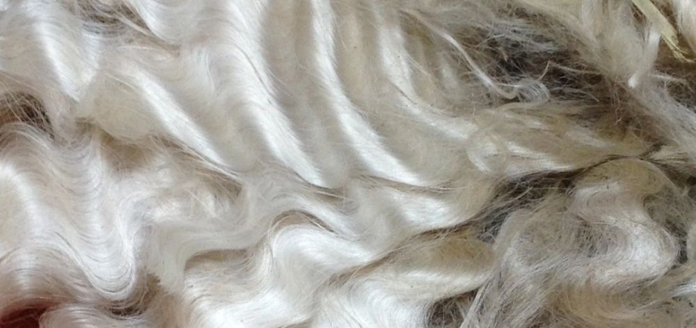 alpaca wool fiber curvature